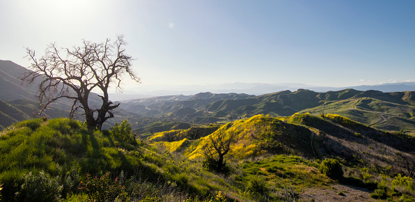 Old burned tree and very green lush valley in southern california