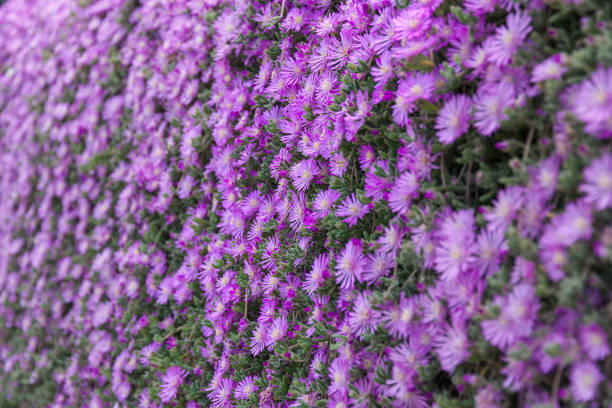 istock Vertical blurred soft focus purple flowers texture on a wall. 1223000767