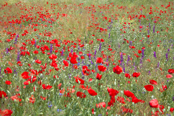 istock Flowering landscape in spring. Beautiful nature. 1223001736
