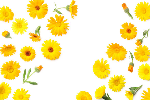 istock marigold flowers isolated on white background. calendula flower. top view 1223001853
