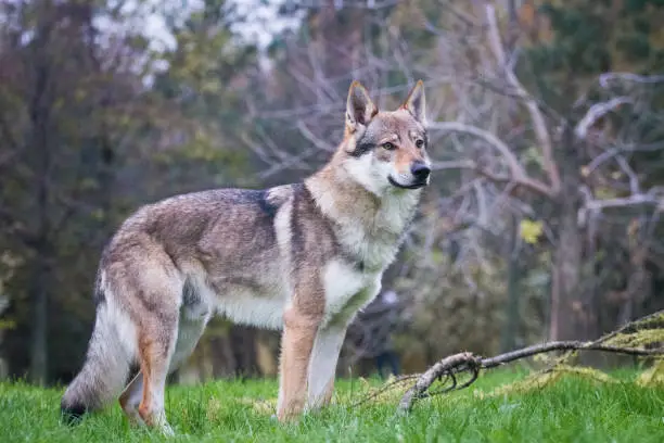 Photo of Dog breed Czechoslovakian wolfdog (Czechoslovakian wolves dog) stands on the grass in the summer