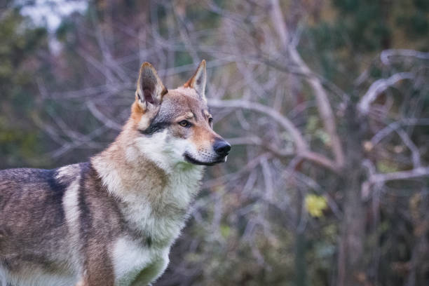 istock Dog breed Czechoslovakian wolfdog (Czechoslovakian wolves dog) in summer 1223002123