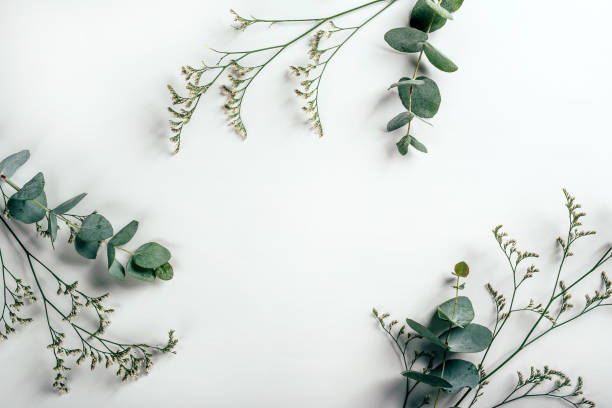 istock White paper background with eucalyptus and grass herbs on it 1223002127