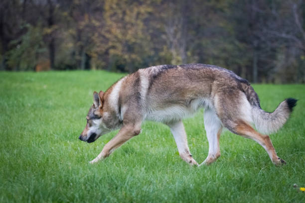 istock Gray dog breed Czechoslovakian wolfdog 1223002147