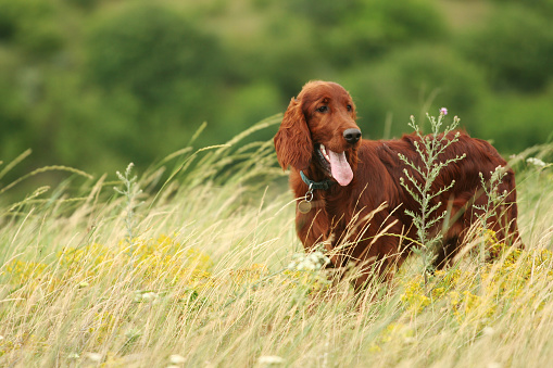 Happy irish setter pet dog puppy panting in the grass in summer in the field