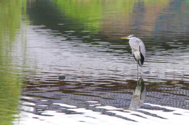 istock Birds flying on Jeonjucheon 1223003331
