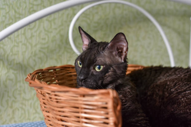 istock Portrait of a cat Ural Rex in a wicker basket for Laundry 1223004145