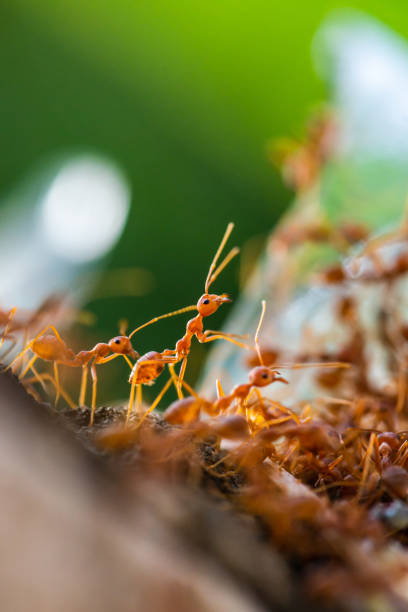 istock The ants are standing and looking up to the target above. 1223004334