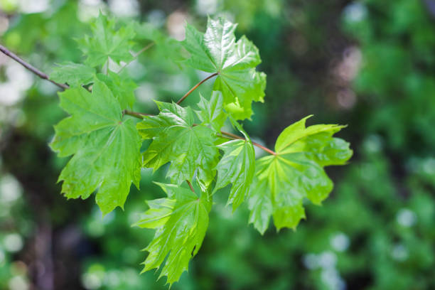 istock Beautiful fresh springtime  green tree leaves background 1223005063