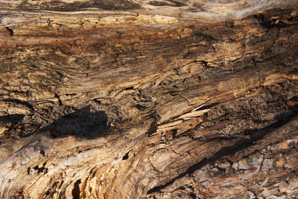 istock An old thick rhizome of poplar with a very unusual structure. Background 1223005292