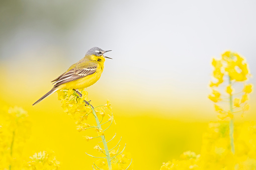 A beautiful yellow bird perched in a bright yellow field