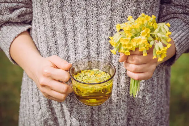 Woman person drinking cowslip herbal tea. Primula veris tea (cowslip, common cowslip, cowslip primrose; syn. Primula officinalis Hill with fresh blossoms outdoors. Alternative medicine.