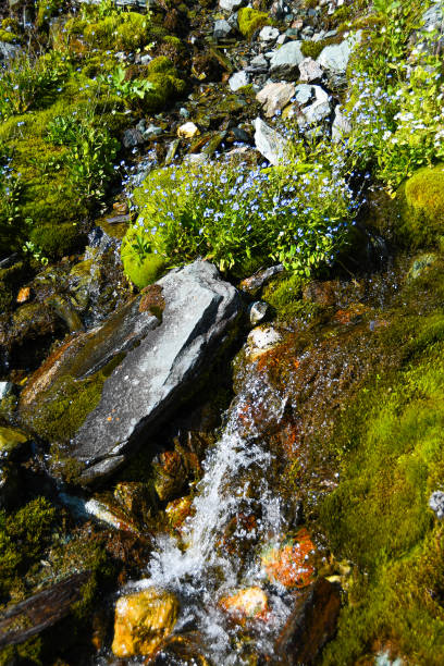 istock Mountain stream on summer day. Thin stream of river among moss, grass and stones 1223006915