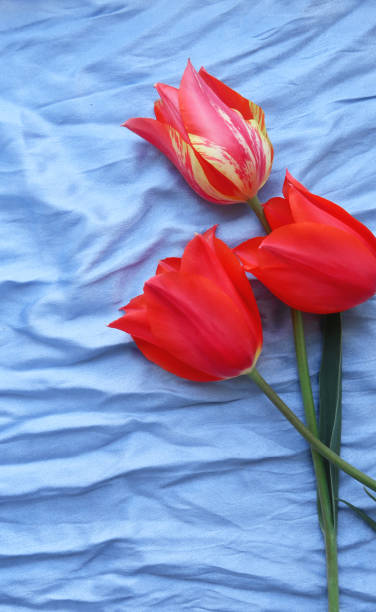 istock flower tulip on blue silk 1223006928