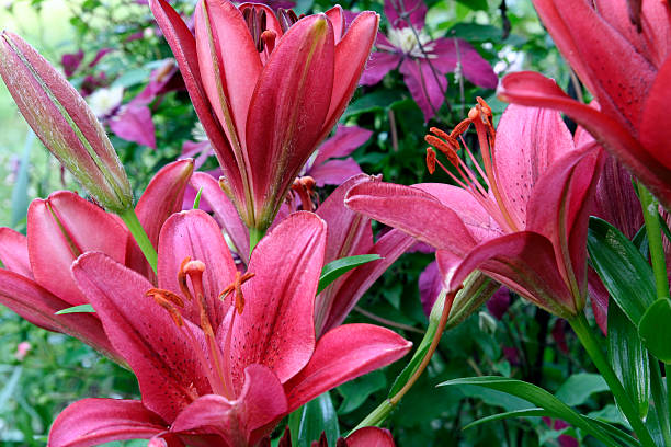 lis - lily lily family temperate flower asiatic lily photos et images de collection