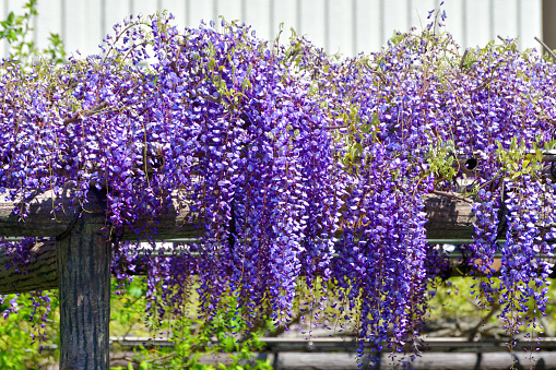 Wisteria is very graceful and attractive plant for spring season, with fragrant, violet-blue or lavender blooms in mid- to late spring. Its long racemes of flowers drape down from soft green heads of foliage. In addition to violet-blue or lavender, blooms can be pinkish or white color.