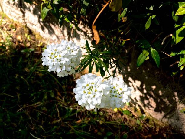 istock Wildflowers by the River Loughor 1223008288