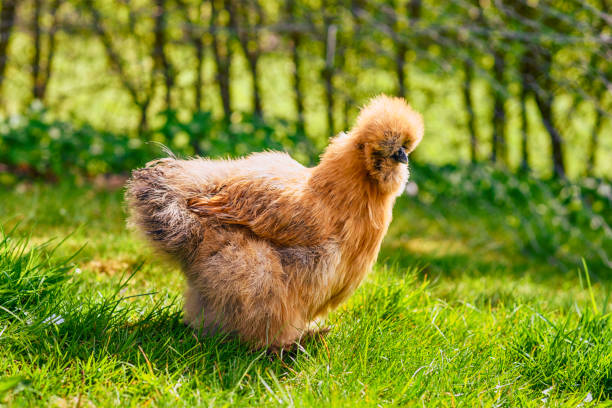 Silkie chicken in a rural garden stock photo