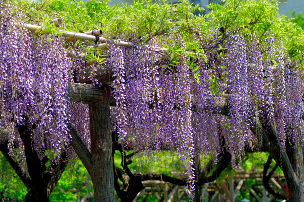 Wisteria is very graceful and attractive plant for spring season, with fragrant, violet-blue or lavender blooms in mid- to late spring. Its long racemes of flowers drape down from soft green heads of foliage. In addition to violet-blue or lavender, blooms can be pinkish or white color.