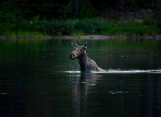 istock Female Moose Neck Deep in Lake 1223011635