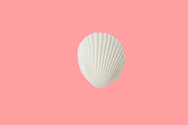 istock White flat round sea shell on pink background. Summer tropical concept 1223012576