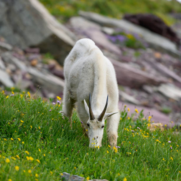 istock Mountain Goat Grazing Straight Ahead 1223012785