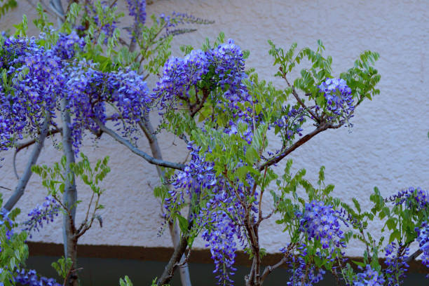 Wisteria is very graceful and attractive plant for spring season, with fragrant, violet-blue or lavender blooms in mid- to late spring. Its long racemes of flowers drape down from soft green heads of foliage. In addition to violet-blue or lavender, blooms can be pinkish or white color.