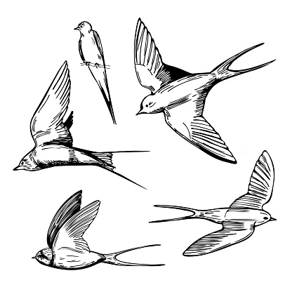 Hand drawn swallows.  Vector  illustration.