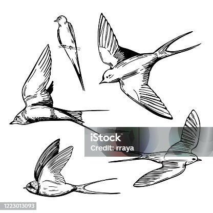 istock Hand drawn swallows.  Vector  illustration. 1223013093