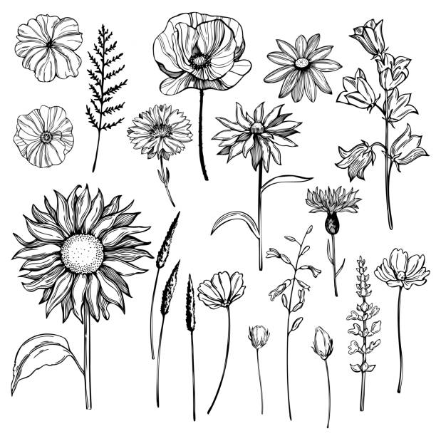 hand gezeichnete wildkräuter und blumen. vektorskizze illustration - wildflower stock-grafiken, -clipart, -cartoons und -symbole