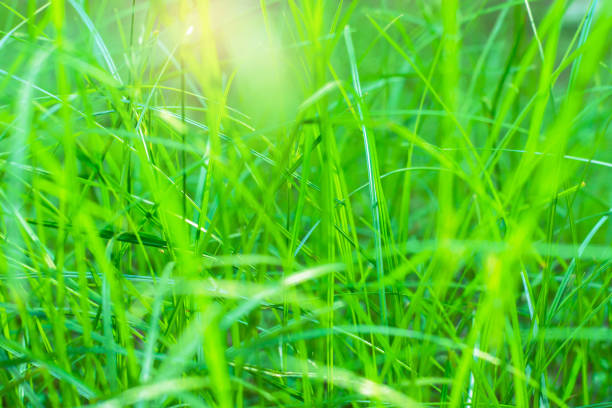 istock Blurred green grass nature background with golden sunlight leaks in summer spring forest field meadow 1223013286