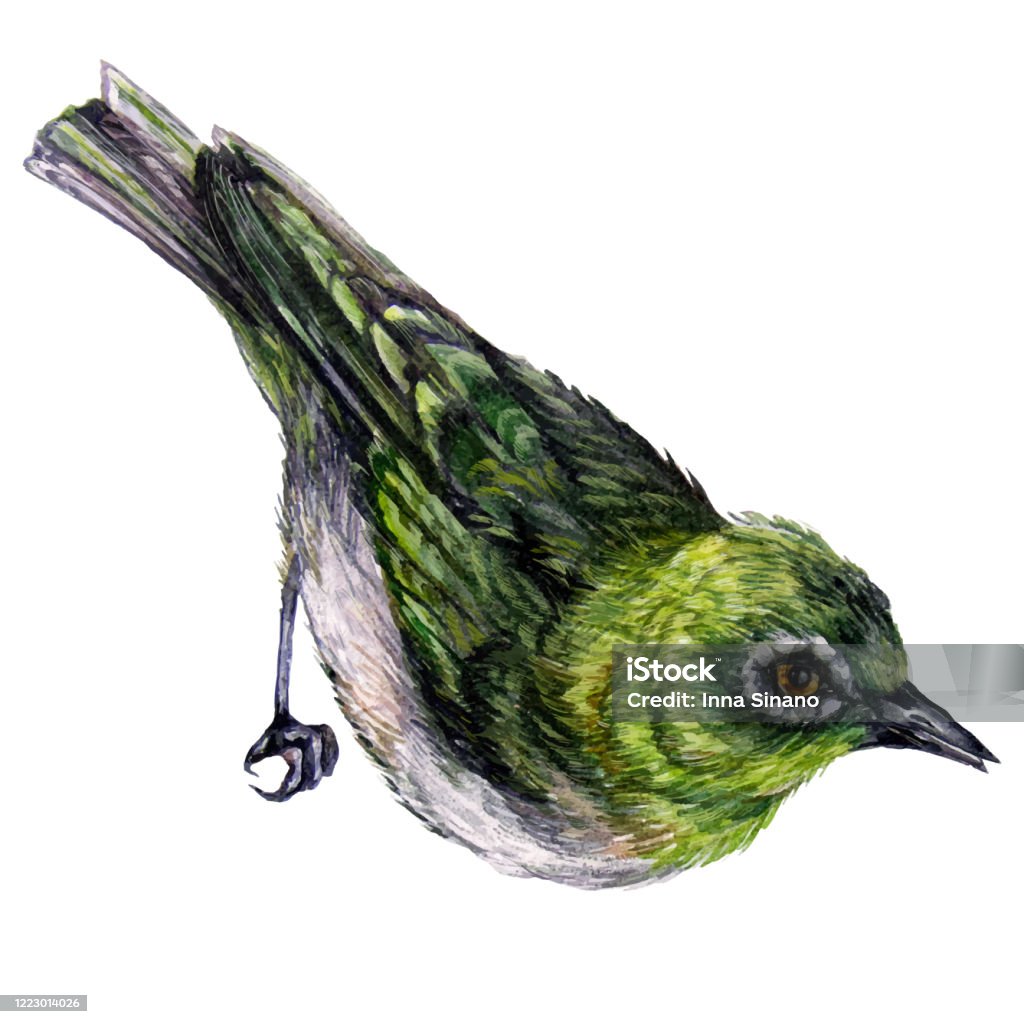 The Whiteeyes Birds Watercolor Illustration Stock Illustration - Download  Image Now - Animal, Animal Wildlife, Animals In The Wild - iStock