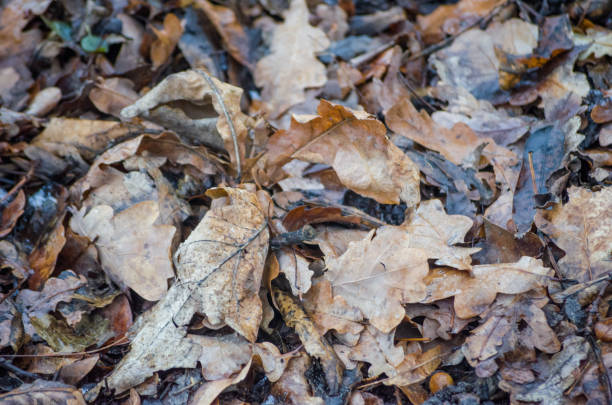 istock Background of autumn leaves oak 1223014311