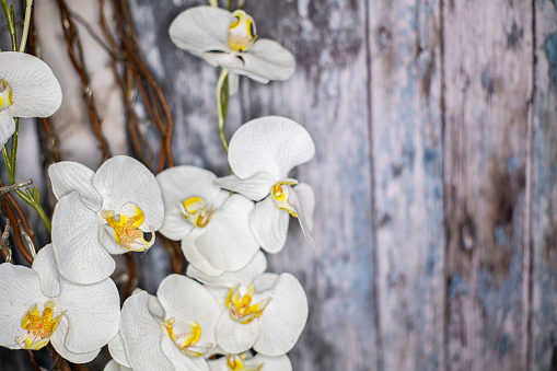 Orchid on blue and grey wood background