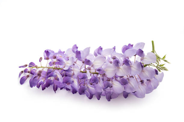 istock wisteria flowers isolated 1223014511