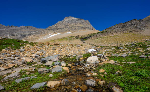 山側から流れ出る流れ - montana mountain meadow flower ストックフォトと画像