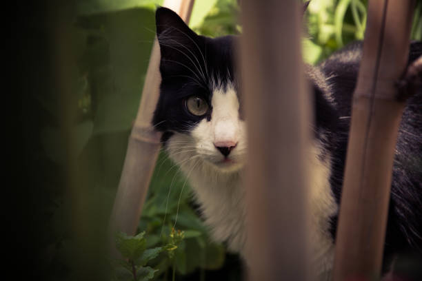 istock A tuxedo cat seeing the camera 1223014553