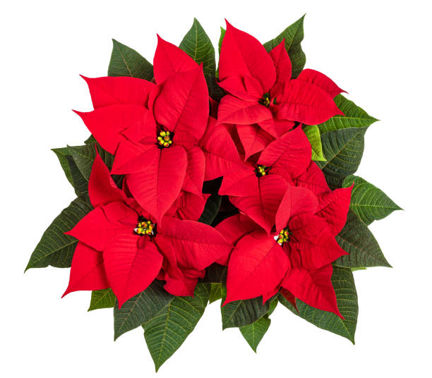 istock Red poinsettia 1223015759