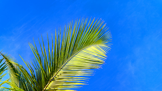 Coconut palm trees beautiful tropical background, Zanzibar island, Africa. Holiday concept.