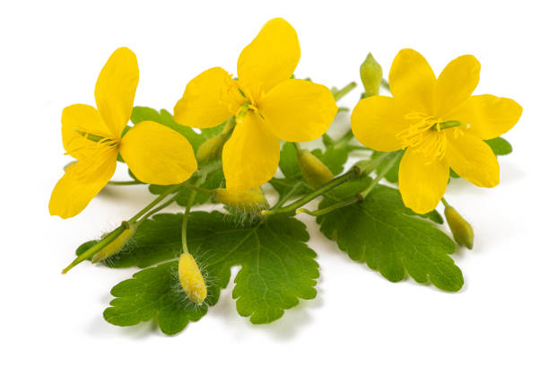 istock Celandine flowers 1223017321
