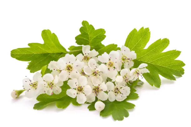 Hawthorn (Crataegus monogyna)  flowers isolated on  white background