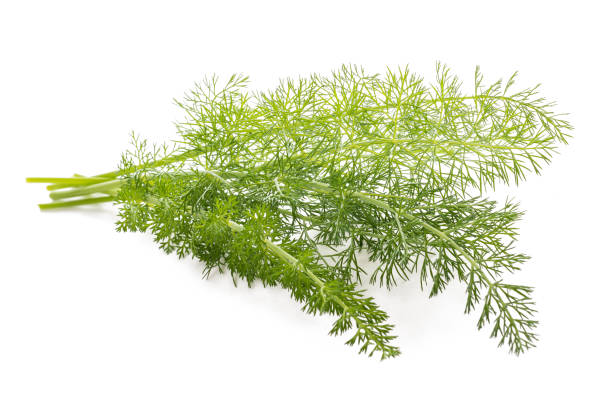 frischer fenchel - dill fennel isolated herb stock-fotos und bilder