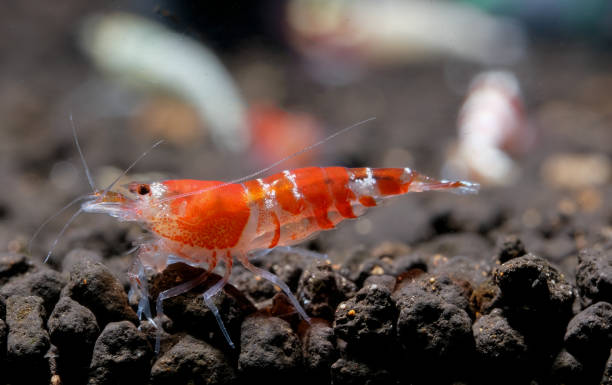 Red bee shrimp grade D look for food in aquarium soil in fresh water aquarium tank. This is one type of bee shrimp is a species of small freshwater shrimp in the family Atyidae. It is native to China. los camarones de abeja roja grado d buscan alimento en el suelo del acuario en el tanque del acuario de agua dulce. este es un tipo de camarón de abeja es una especie de pequeño camarón de agua dulce de la familia atyidae. es nativa de china