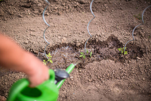 istock Senior man gardening in his garden 1223018448