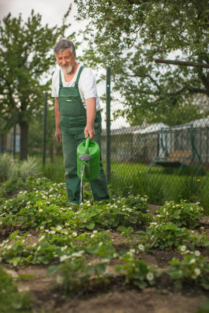istock Senior man gardening in his garden 1223019191