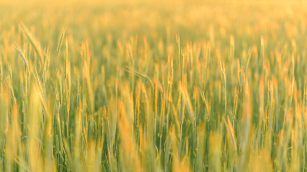 istock Wheat at sunset. Close-up shot. 1223019740