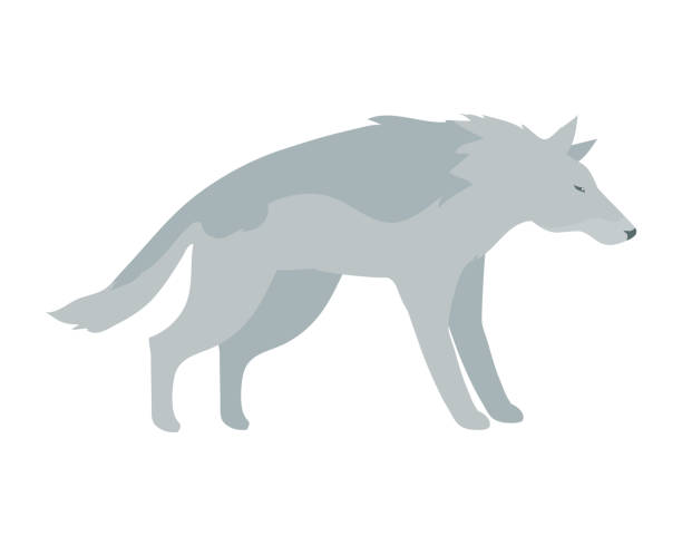 wolf vektor illustration in flachem design - invasive specie stock-grafiken, -clipart, -cartoons und -symbole