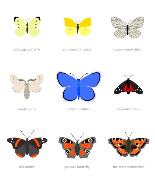 illustrazioni stock, clip art, cartoni animati e icone di tendenza di tipi di farfalle - black veined white butterfly