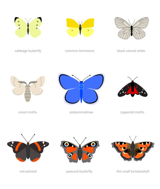 Butterflies types Illustration of different types of butterflies admiral butterfly stock illustrations