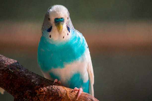 istock Blue budgie perched on a branch in an enclosure at the John Ball Zoo 1223022021